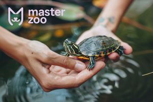 Чим годувати водну черепаху в домашніх умовах