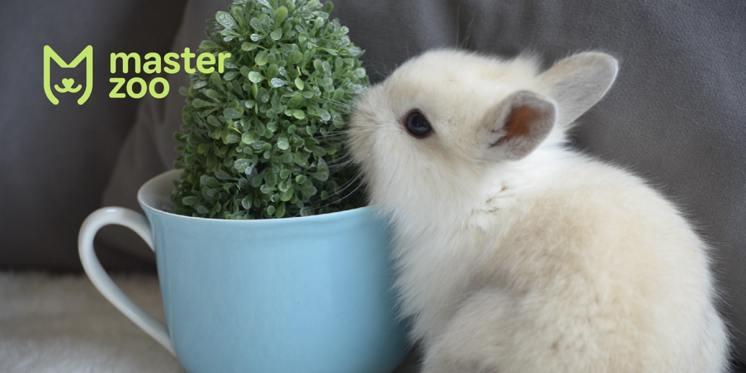 Белка и короткошерстый карликовый кролик| Зоомагазин MasterZoo