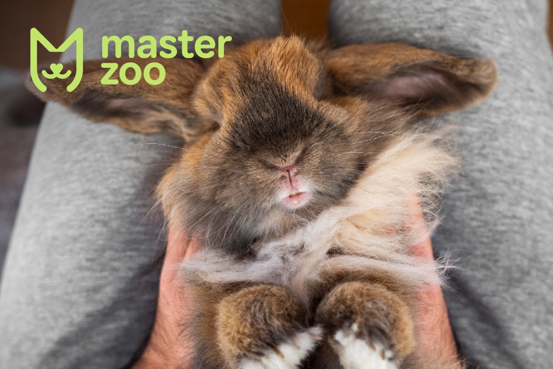 Голденський кролик | Зоомагазин MasterZoo