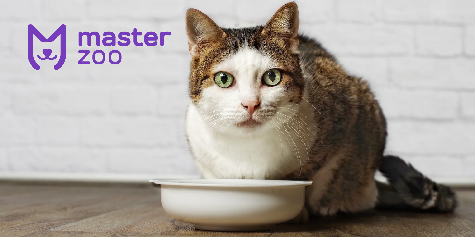 Кошка с тарелкой| Зоомагазин MasterZoo
