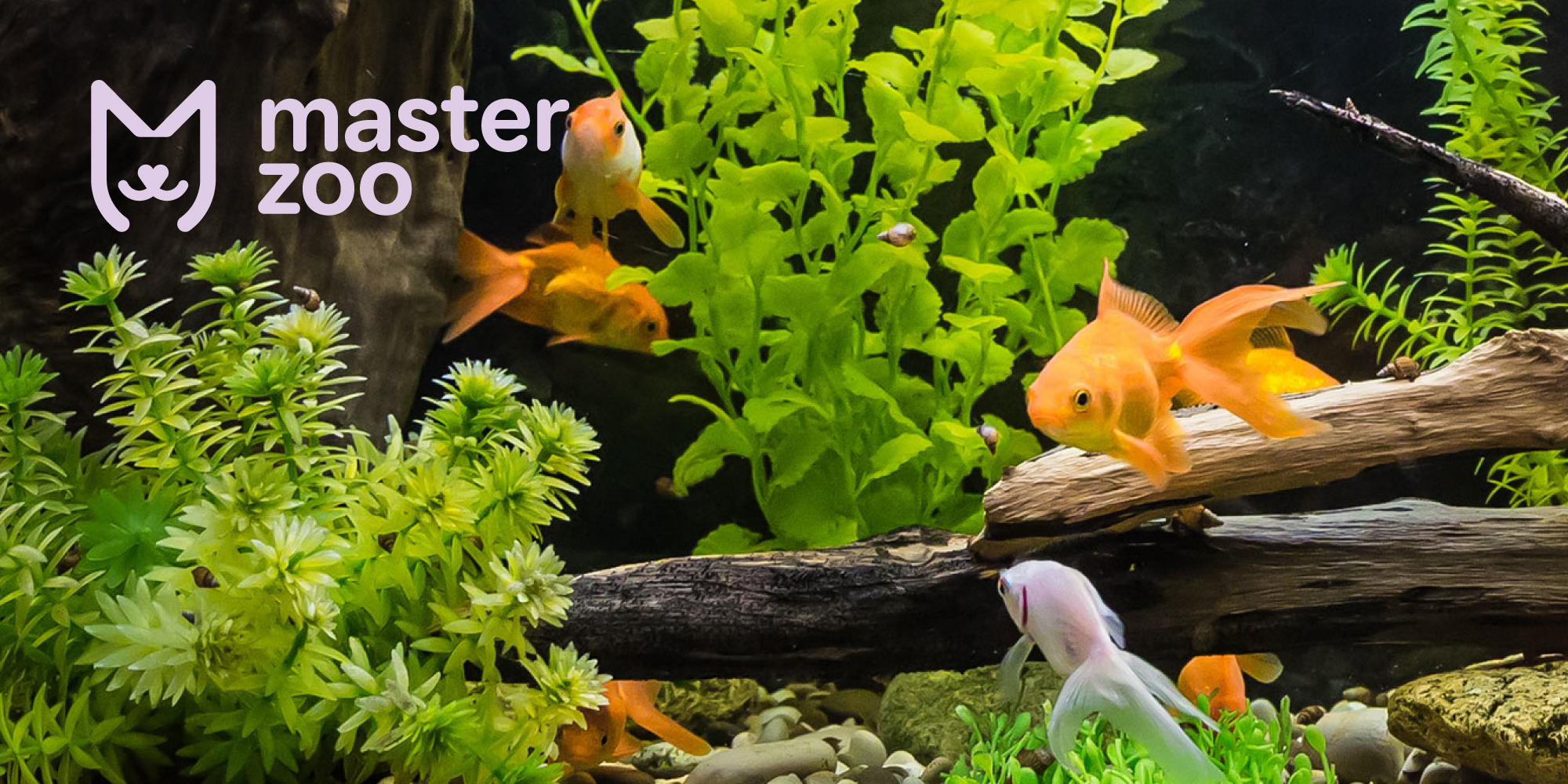 Рыбки в аквариуме | Зоомагазин MasterZoo