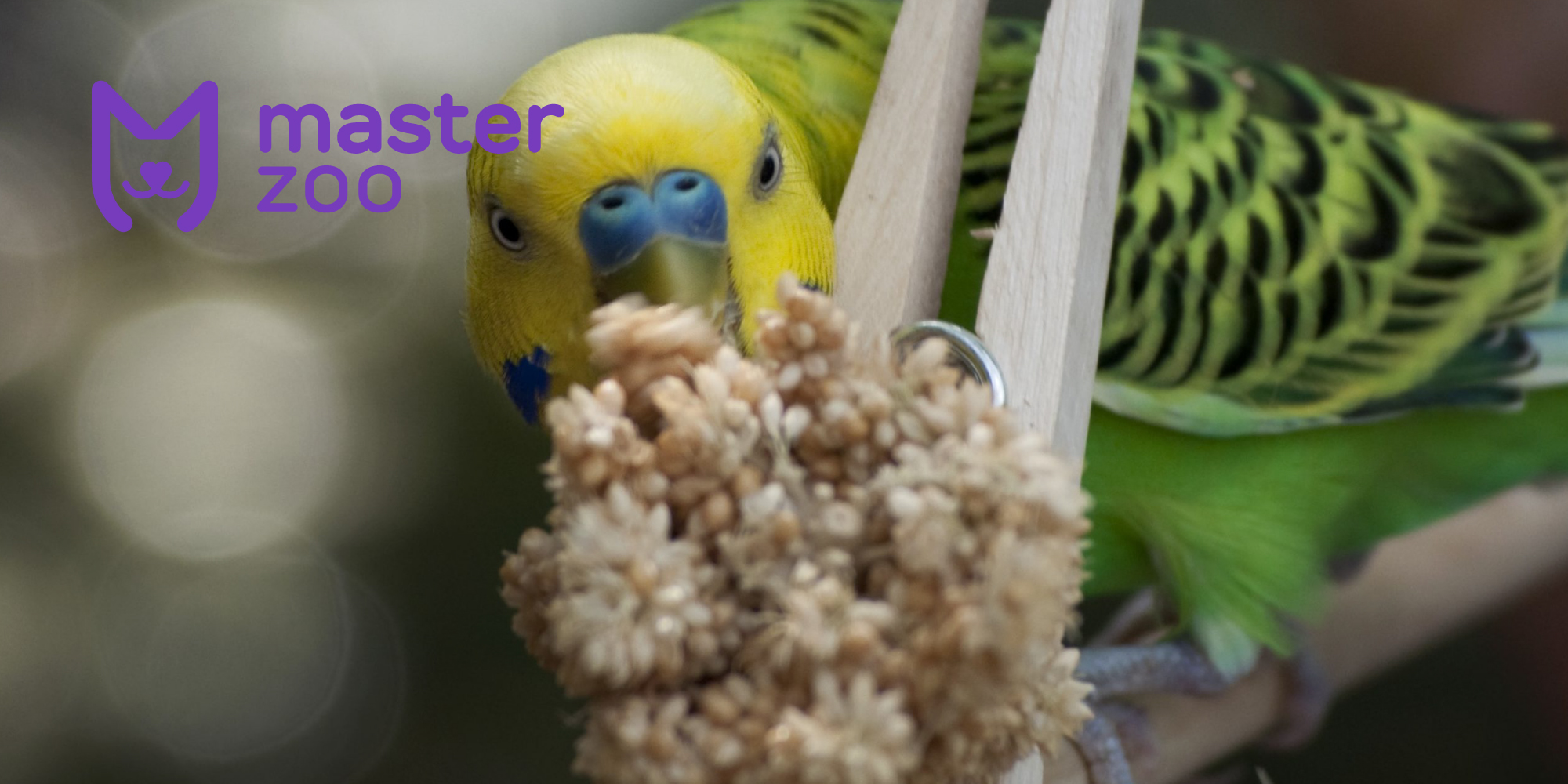 Питание попугаев | Зоомагазин MasterZoo