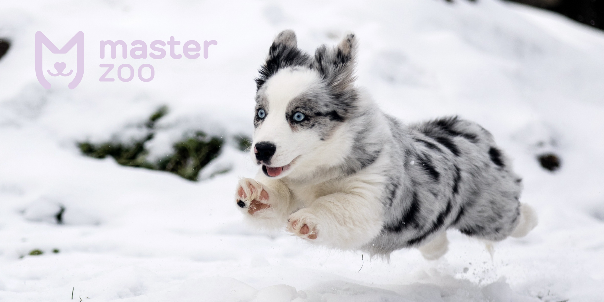 Кормление собак зимой | Зоомагазин MasterZoo