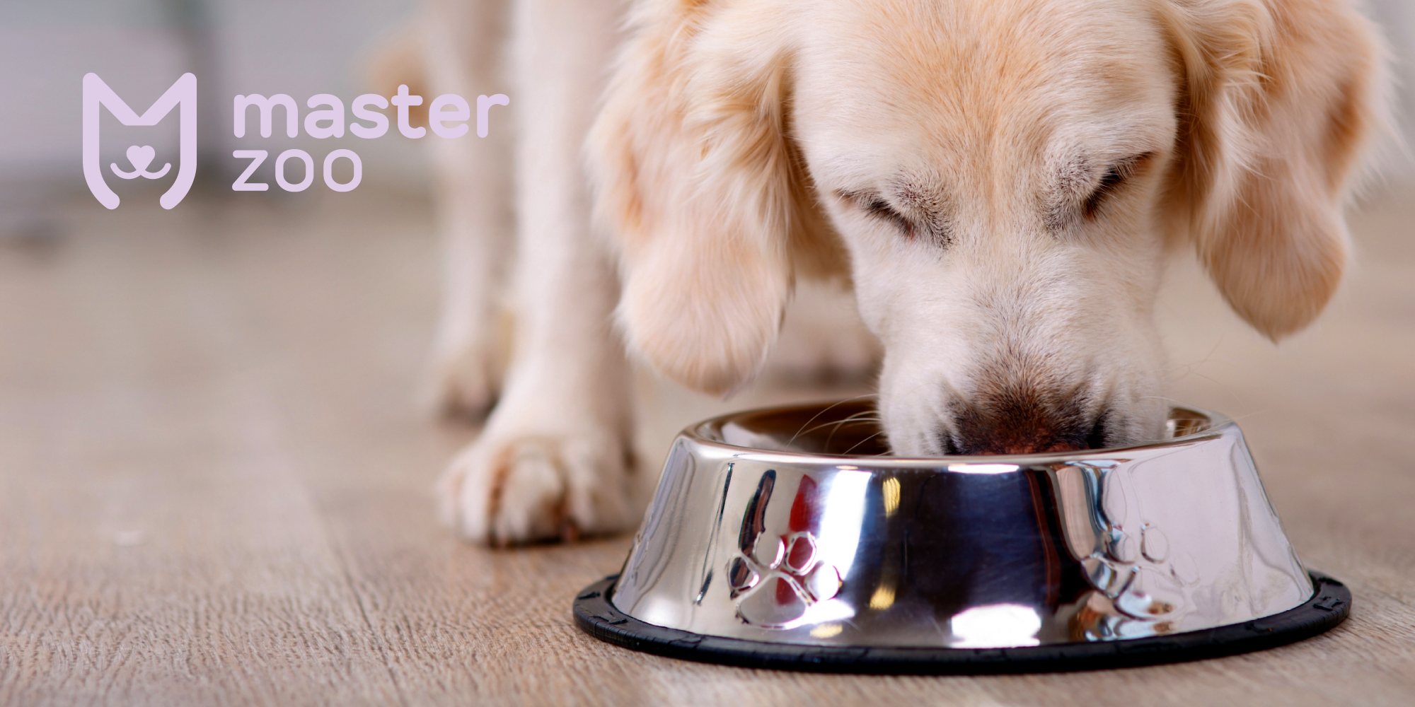 Чем кормить собак в зимний период | Зоомагазин MasterZoo