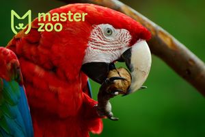 Папуга Ара: особливості виду, догляд та харчування