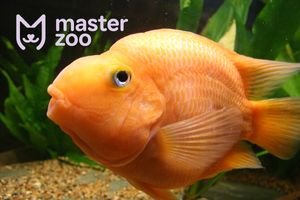 Рибка-папуга: особливості утримання в акваріумі