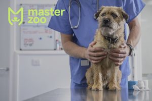 Як розпізнати та лікувати гастроентерит у собак
