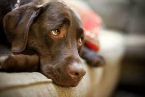 Дирофиляриоз у собак: диагностика, лечение и профилактика