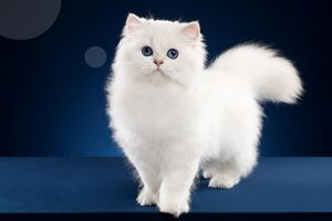 Уход за шерстью персидских кошек