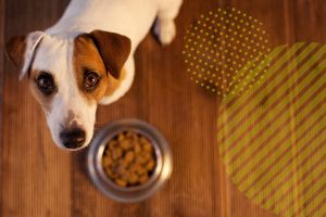 Як обрати корм для собаки