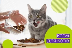 Правильне харчування для котів