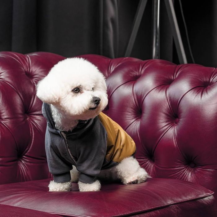 Толстовка для собак Pet Fashion «Rollie» XXS - masterzoo.ua