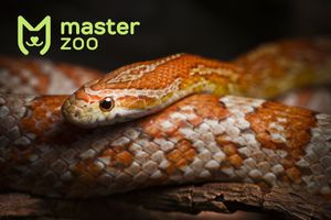 ТОП 10 домашних змей и особенности ухода за ними