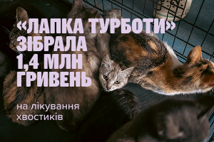 &laquo;Лапка турботи&raquo; зібрала 1,4 мільйона гривень на лікування тварин у прифронтових регіонах