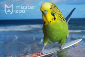 Как купать попугая