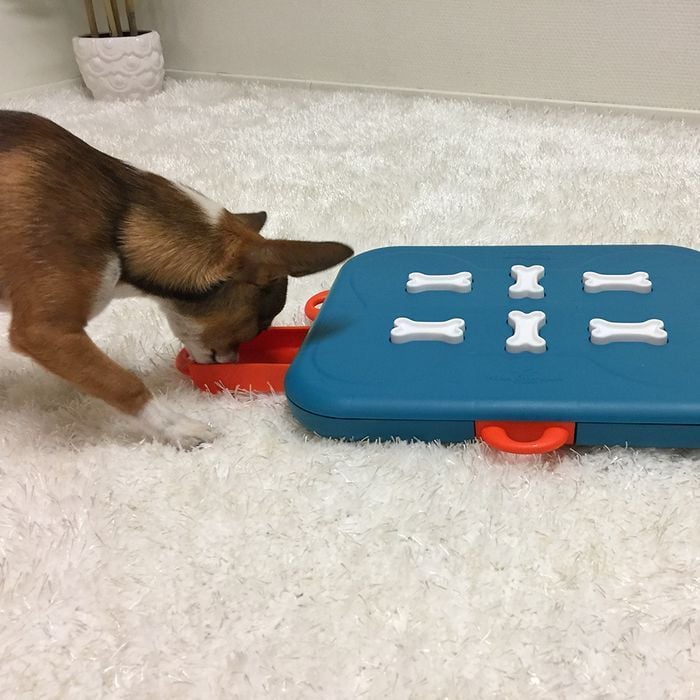 Nina Ottosson Dog Casino игрушка для собак 24,5х31,5х3,5 см - разноцветный - masterzoo.ua