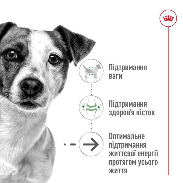 Сухой корм для собак Royal Canin Mini Ageing 12+ 800 г - masterzoo.ua