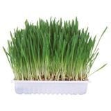 Трава для гризунів Trixie Small Animal Grass 100 г - masterzoo.ua