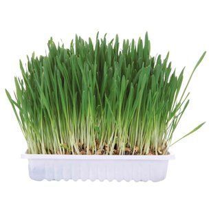 Трава для грызунов Trixie Small Animal Grass 100 г - masterzoo.ua