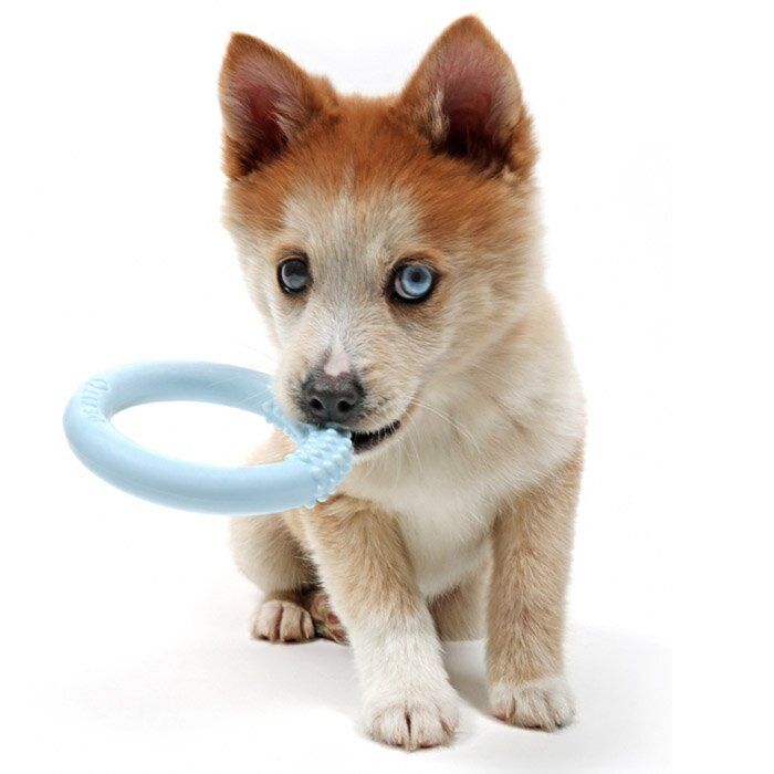 Игрушка для собак Ebi Кольцо литое Lola с выпуклостями, голубое d=10 см (резина) - masterzoo.ua