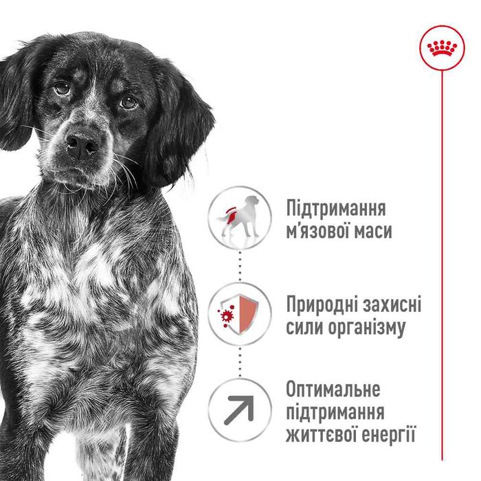 Сухий корм для собак Royal Canin Medium Adult 7+, 4 кг - masterzoo.ua