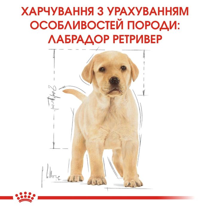 Сухий корм для цуценят Royal Canin Labrador Retriever Puppy 12 кг - masterzoo.ua