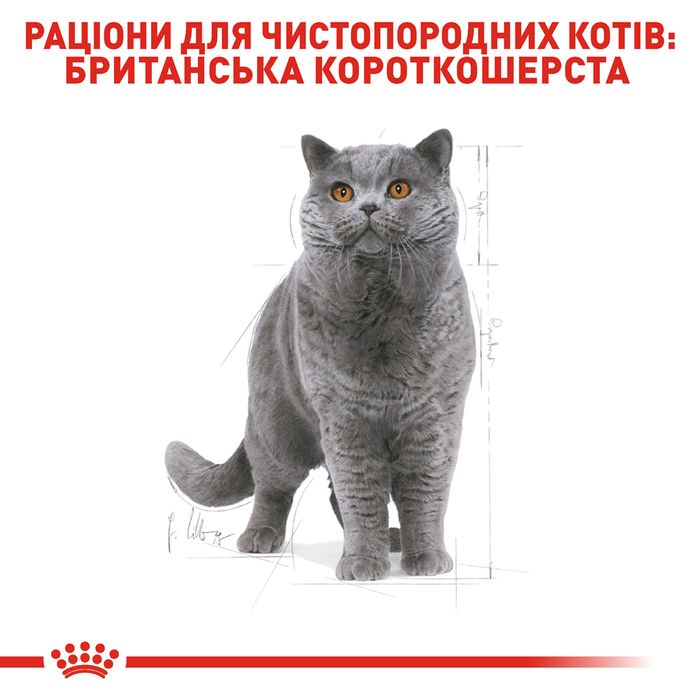 Сухий корм для дорослих котів породи британська короткошерста Royal Canin British Shorthair Adult 10 кг (домашня птиця) - masterzoo.ua