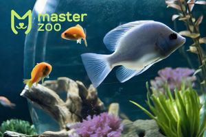 Основы аквариумистики для новичков