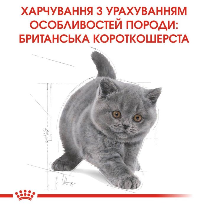 Набор корма для котят Royal Canin Kitten British Shorthair 2 кг + 4 pouch - домашняя птица - masterzoo.ua