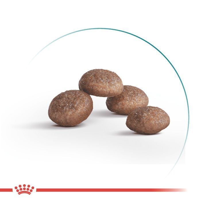 Сухой корм для кошек Royal Canin Ageing Sterilised 11+ 2 кг - masterzoo.ua