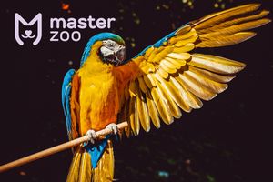 Топ 10 самых умных пород попугаев