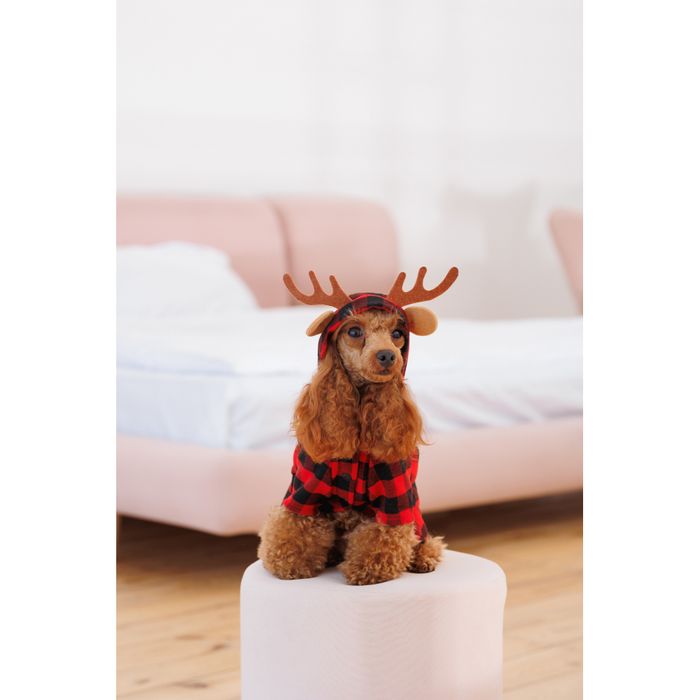 Костюм для собак Pet Fashion Xmas М - masterzoo.ua