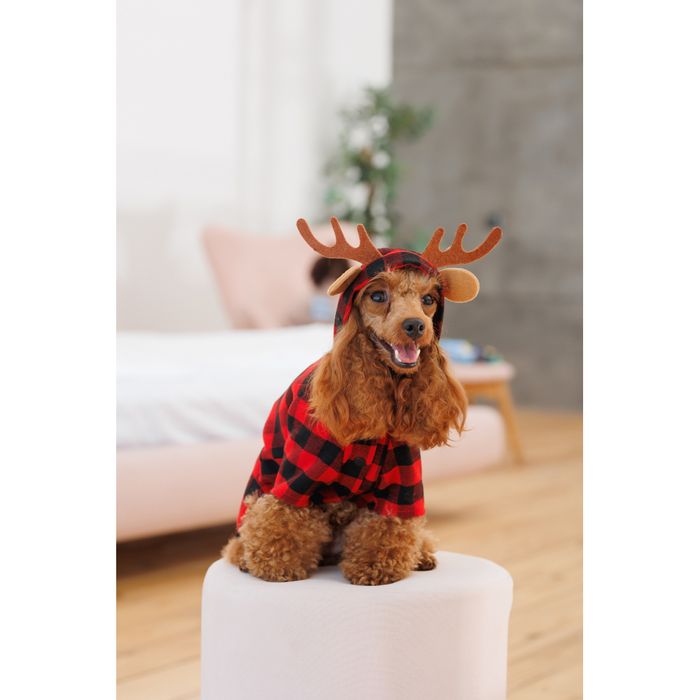 Костюм для собак Pet Fashion Xmas М - masterzoo.ua