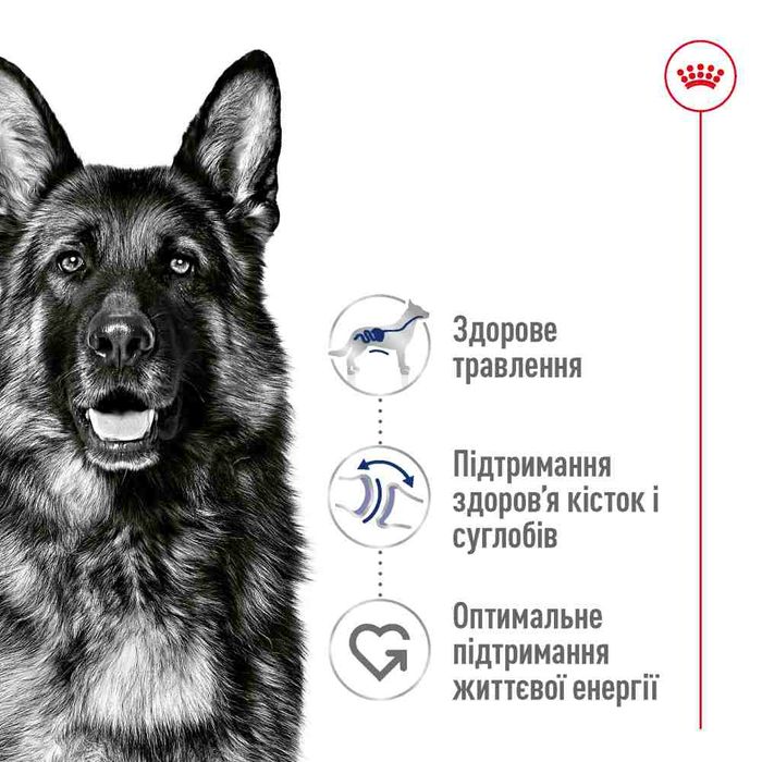 Сухий корм для собак Royal Canin Maxi Ageing Adult 8+, 15 кг - masterzoo.ua