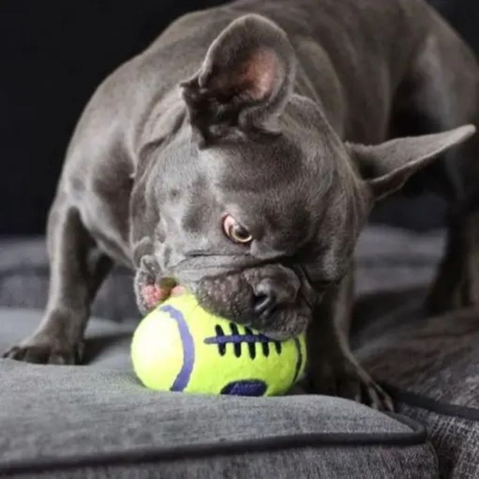 Игрушка для собак мяч регби Kong AirDog Squeaker Football 8,3 см S - masterzoo.ua