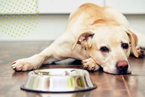 Алергія на корм у собак: як проявляється і що робити