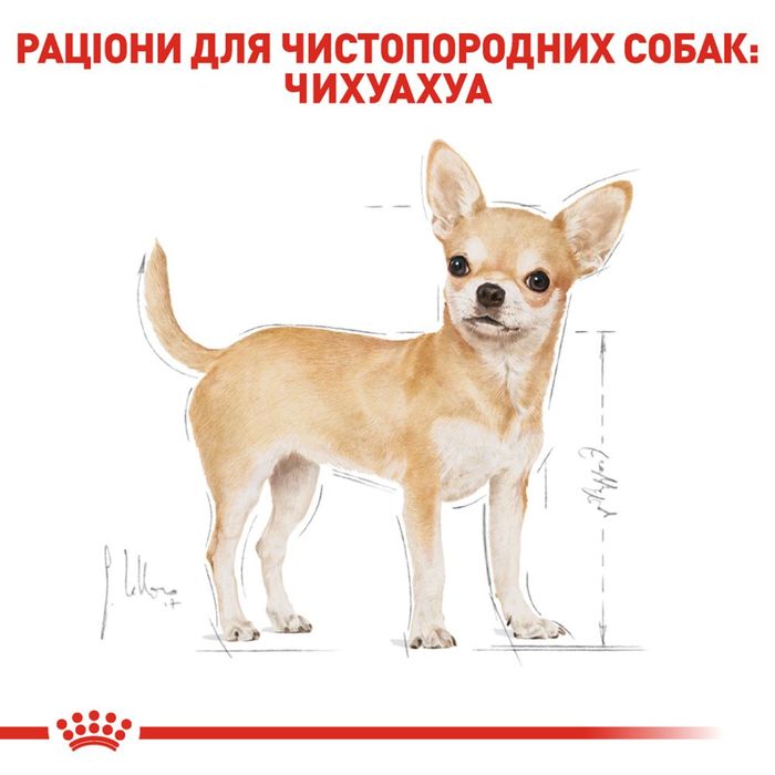 Сухой корм для собак Royal Canin Chihuahua Adult 500 г - masterzoo.ua