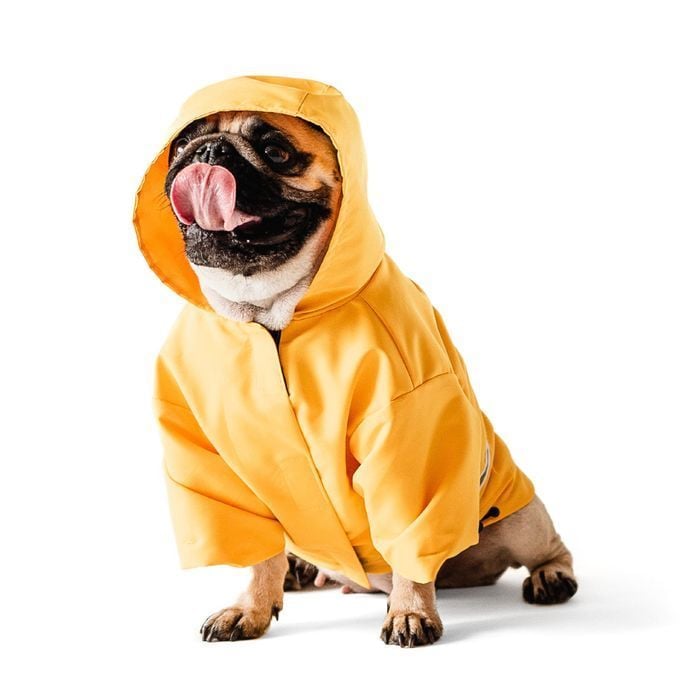 Noble Pet Moss дощовик для собак XL-Short - masterzoo.ua