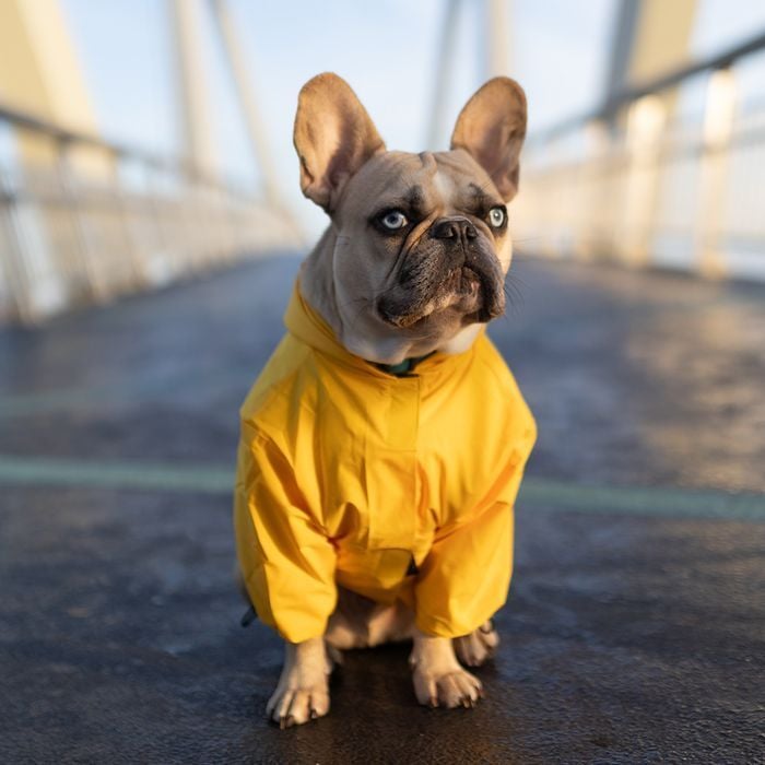 Noble Pet Moss дощовик для собак XL-Short - masterzoo.ua
