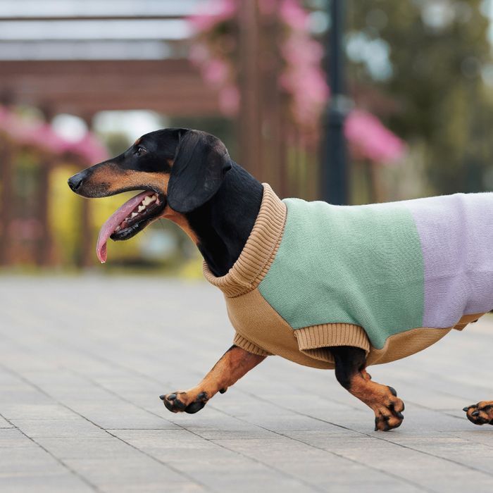 Свитер для собак Pet Fashion Rich S-3 - masterzoo.ua