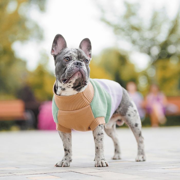 Свитер для собак Pet Fashion Rich S-3 - masterzoo.ua