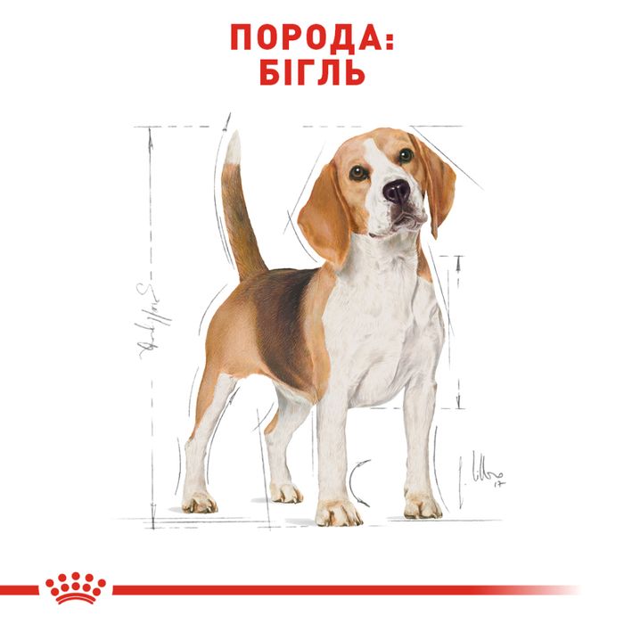 Сухой корм для собак Royal Canin Beagle Adult 3 кг - домашняя птица - masterzoo.ua