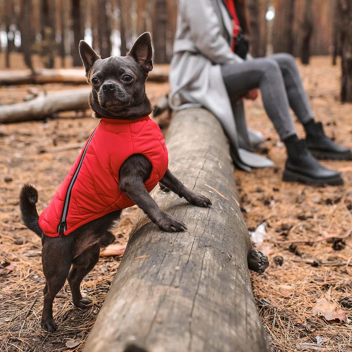 Жилетка для собак Pet Fashion E.Vest XL (красный) - masterzoo.ua