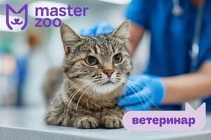 Хронічна хвороба нирок у котів