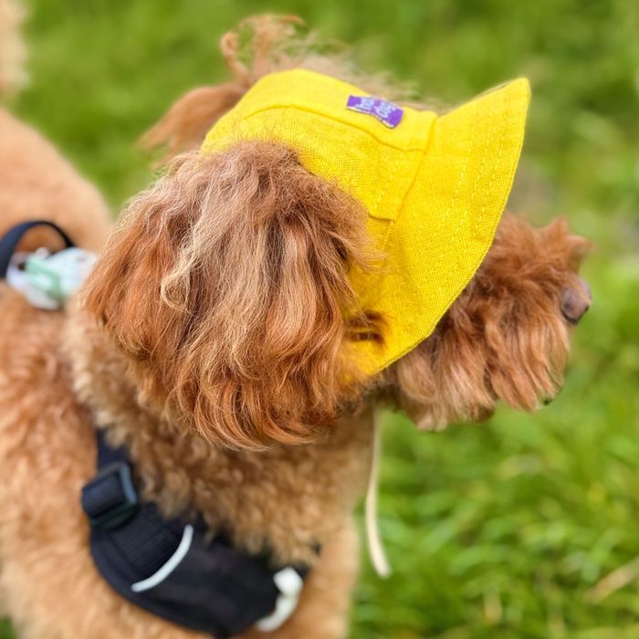 Панама для собак Hat-Dog M - жовтий - masterzoo.ua