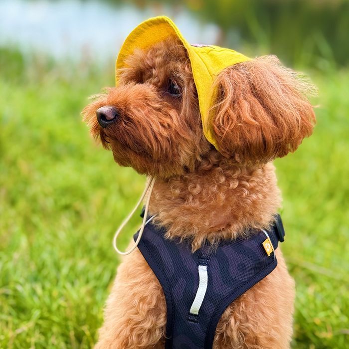 Панама для собак Hat-Dog M - жовтий - masterzoo.ua