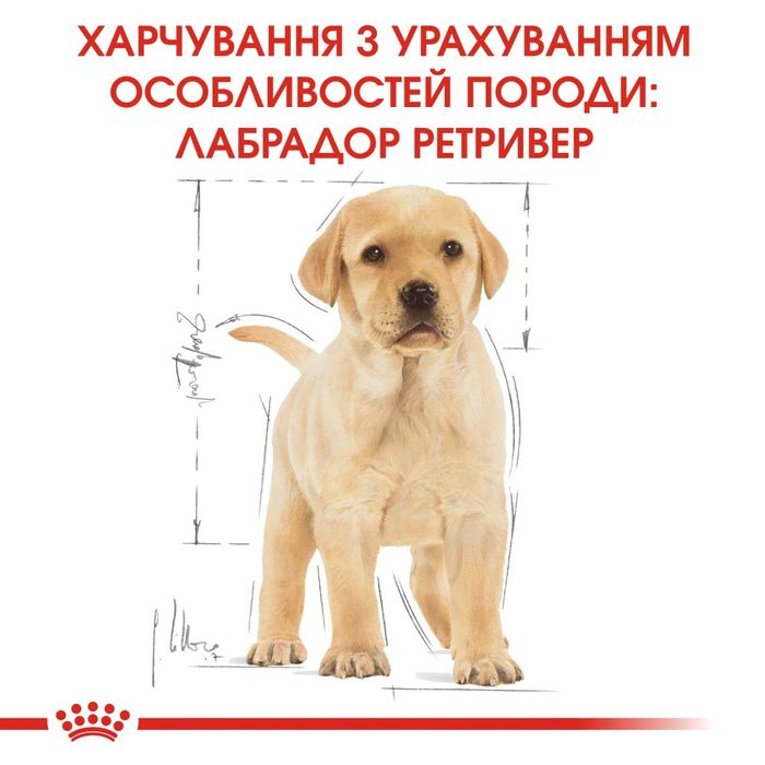 Сухой корм для щенков Royal Canin Labrador Retriever Puppy 12 кг - домашняя птица - masterzoo.ua
