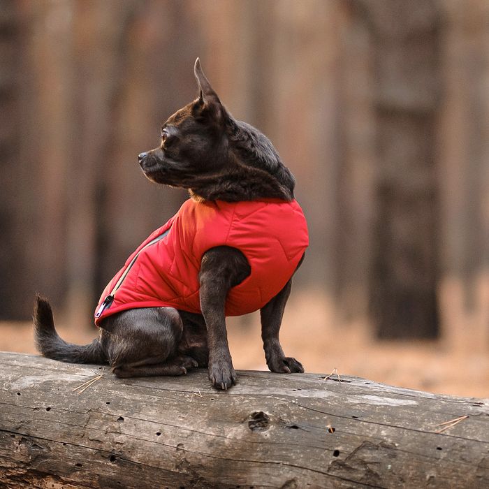 Жилет для собак Pet Fashion E.Vest S-M (червоный) - masterzoo.ua