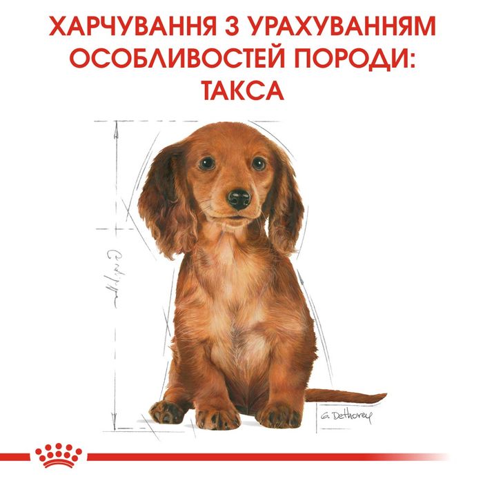 Сухий корм для цуценят породи такса Royal Canin Dachshund Puppy 1,5 кг - домашня птиця - masterzoo.ua