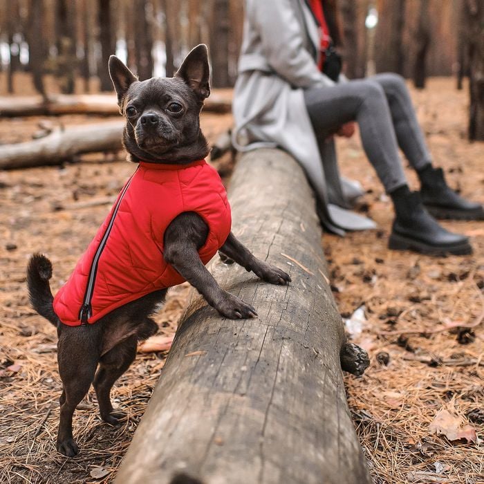 Жилетка для собак Pet Fashion E.Vest S - красный - masterzoo.ua